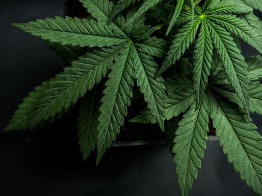 360° LOVE CANNABIS ™